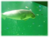 2005-07-26鳥羽水族館02