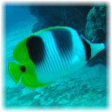 2006-01-13_ラウラウビーチ08