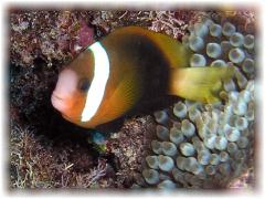 2006-01-13_ラウラウビーチ09