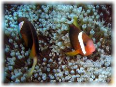 2006-01-13_ラウラウビーチ10