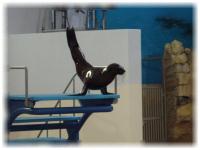 2005-07-26鳥羽水族館03