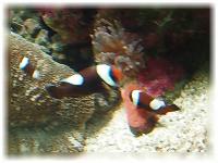 2005-07-26鳥羽水族館04