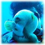 2006-01-12_ディンプル06