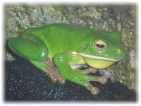 2005-07-26鳥羽水族館06