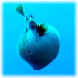 2006-01-12_ディンプル07