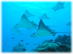 2006-01-12_イーグルレイシティ02