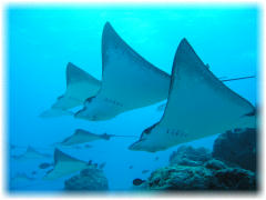 2006-01-12_イーグルレイシティ03