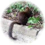 2006-09-17_紫竹ガーデン04