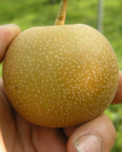 nashi02.jpg