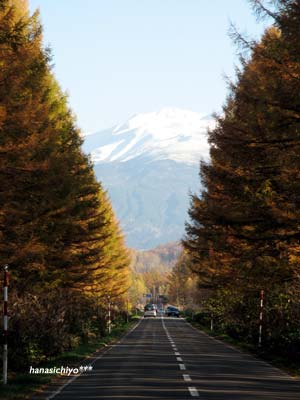 白金街道　カラマツの道