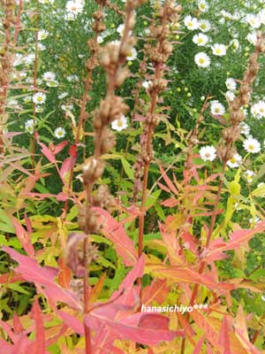 ミソハギの花の後