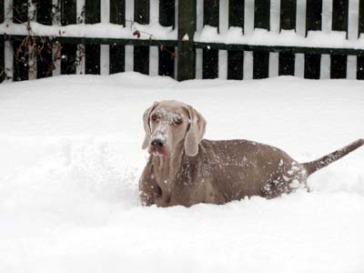 雪の中のアッシュ