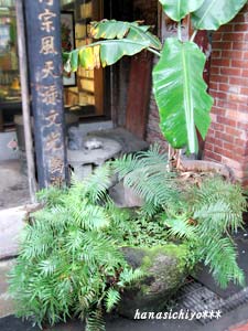 台湾-コンテナ寄せ植え