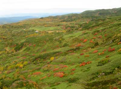 日本で一番早い紅葉・旭岳