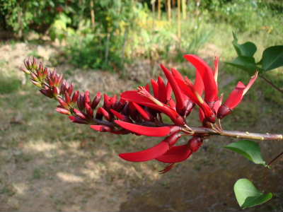 赤い花2
