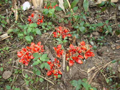 赤い花3