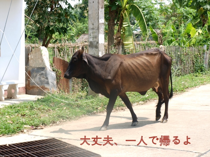 チェンライ牛9