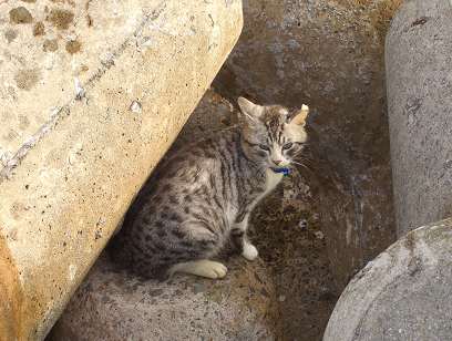 ねこ