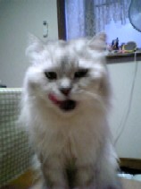 まだ～