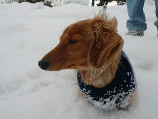 雪の中で仏頂面