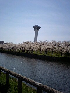 ２０１０五稜郭公園の桜２