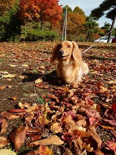 紅葉２０１０とてつや