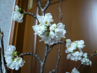 ２０１０剪定桜