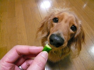 きゅうりを食べるてつや