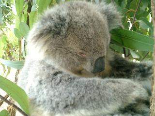 koala