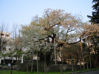 盛岡・石割桜（２００７・５・４） 052.jpg