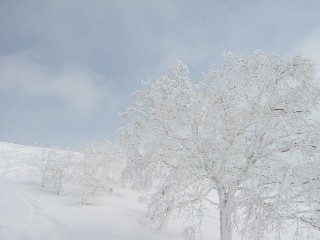 北海道・ニセコスキー　2007.3.8 023.jpg