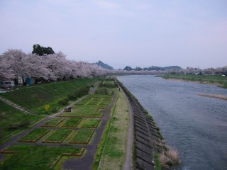 桧木内川堤（２００７・５・３） 025.jpg