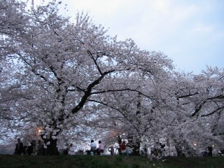 桧木内川堤（２００７・５・３） 041.jpg