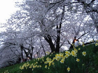 桧木内川堤（２００７・５・３） 040.jpg