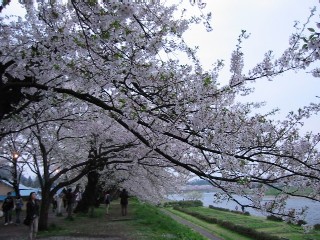 桧木内川堤（２００７・５・３） 032.jpg