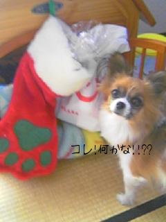 プレゼント！