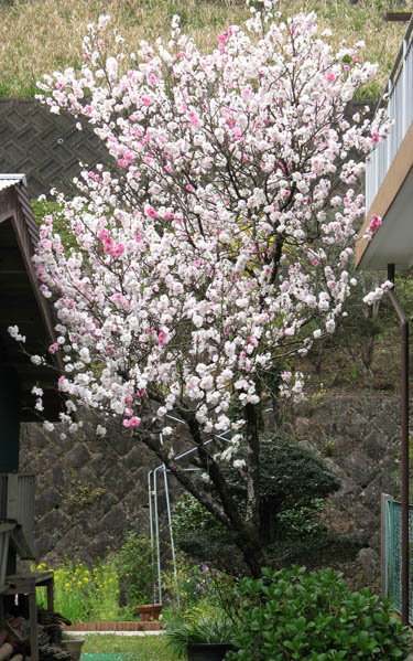 天の岩戸神社２