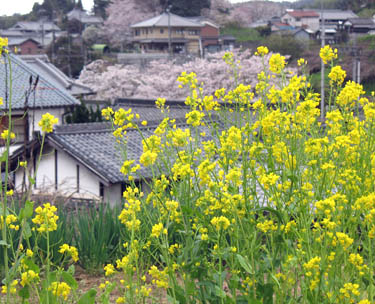 菜の花