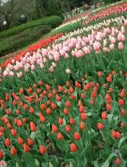 チューリップ園