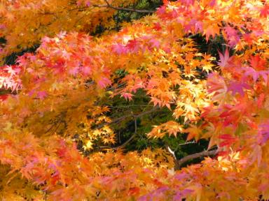 ピンク色とオレンジ色と