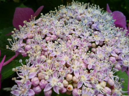 むらさきとピンク