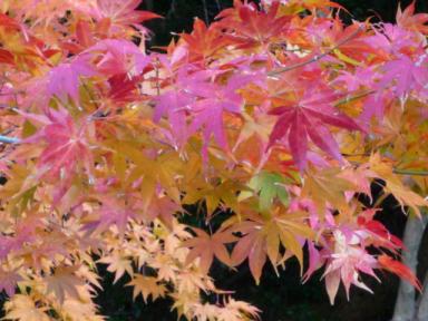 着物の柄みたいな！