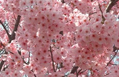 さくらさくらさくらー！！