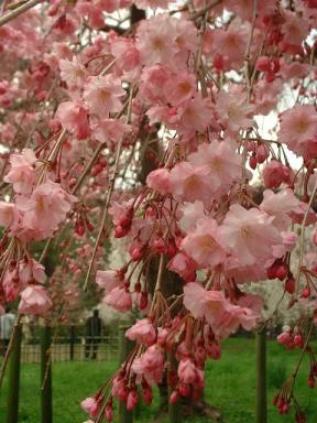 枝垂れ桜