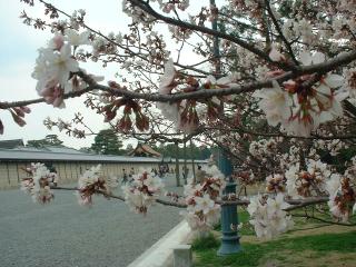 京都御苑の桜