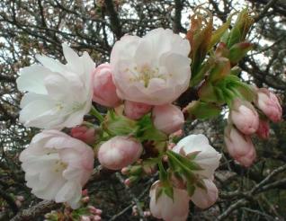 ふっくら　その１