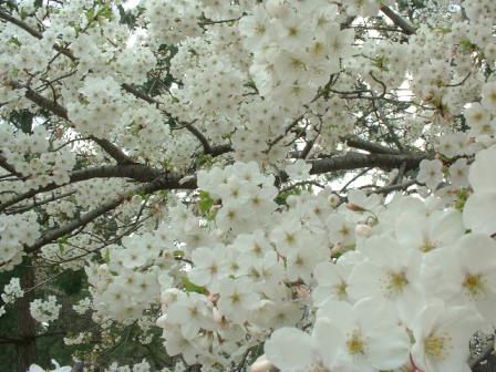 ホワイトな桜