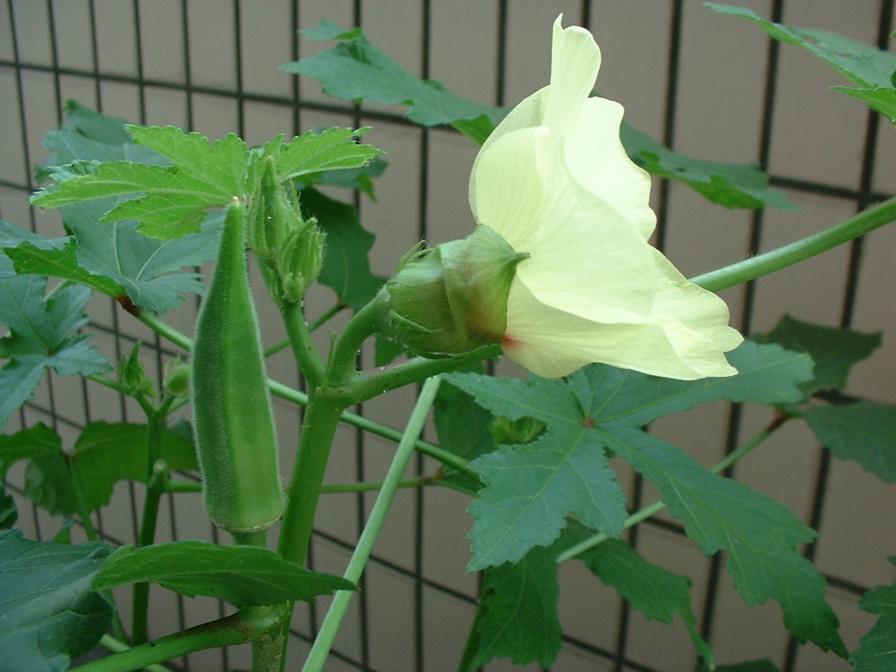 華麗な横姿
