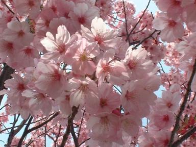 さくら　京都会館横