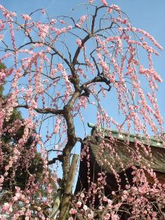 　枝垂れ梅
